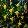 gold abino