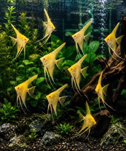 gold abino