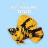 molly tiger
