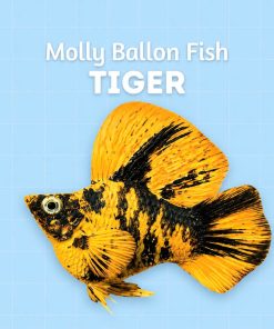molly tiger