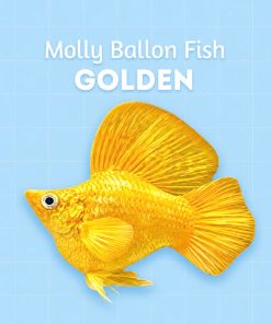molly golden