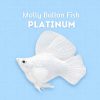 molly platium