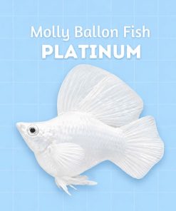 molly platium