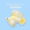 molly sakura