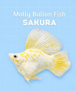 molly sakura