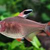rosy tetra