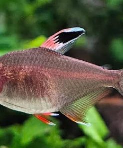 rosy tetra