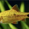 neon golden barb