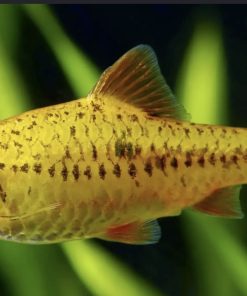 neon golden barb