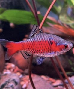 diếc vảy rồng