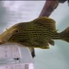 Pleco L27c