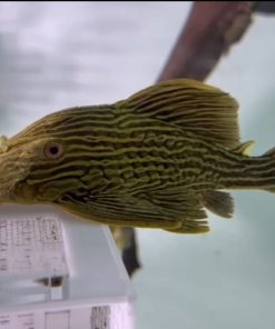 Pleco L27c
