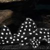 pleco L240