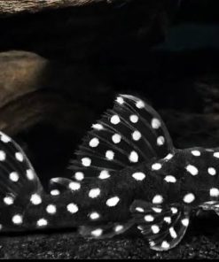 pleco L240