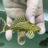 pleco L27A