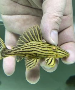 pleco L27A