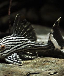 pleco L190