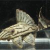 pleco L191
