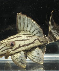 pleco L191