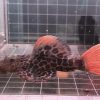 pleco L046