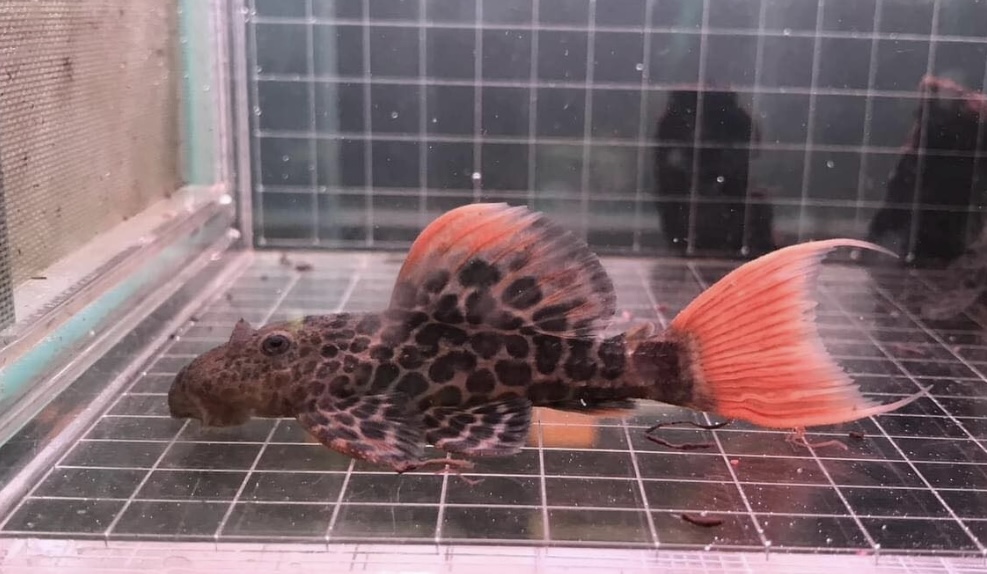 pleco L046