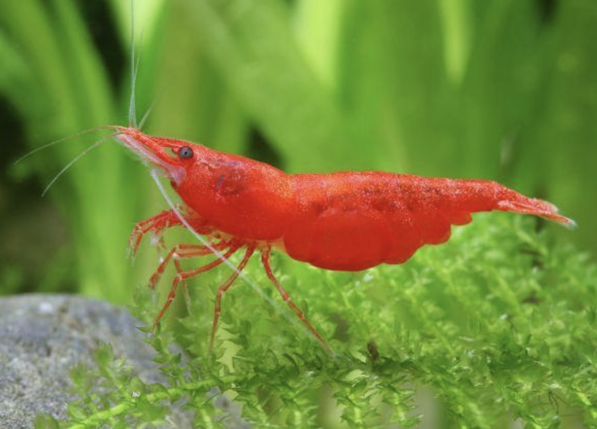tép đỏ