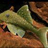 pleco L200