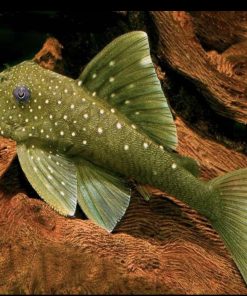 pleco L200