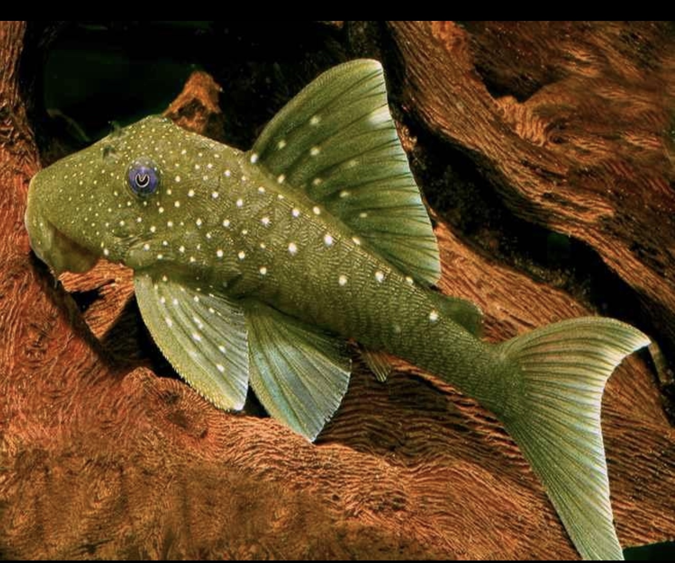 pleco L200