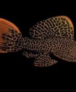 pleco L600
