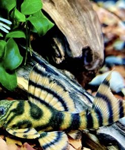 pleco L397