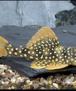 pleco L014