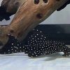 pleco L240