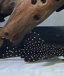 pleco L240