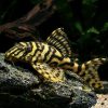 pleco L134