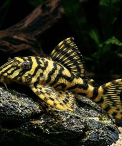pleco L134